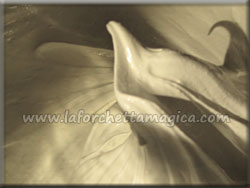 laforchettamagica.com - Montare gli albumi