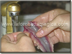 Lavare le alici sotto l'acqua corrente